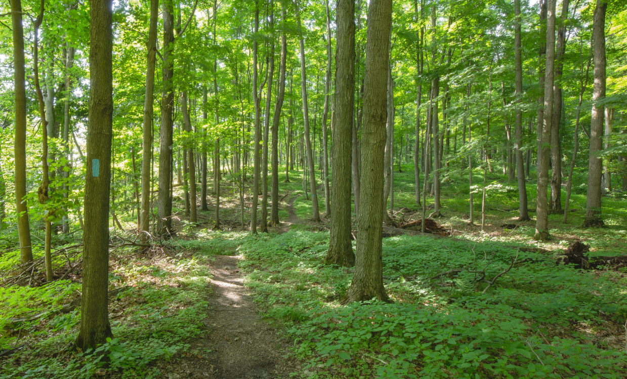 Embark on Adventure & Explore the Bruce Trail. Distance: 11 km / 13 minute drive